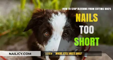 Quick Action: Stop Bleeding from Cut Dog Nails