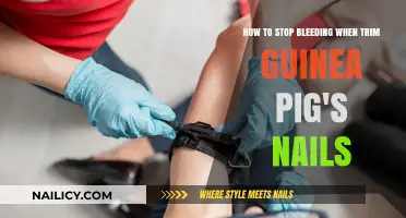Quickly Stop Bleeding After Trimming Your Guinea Pig's Nails