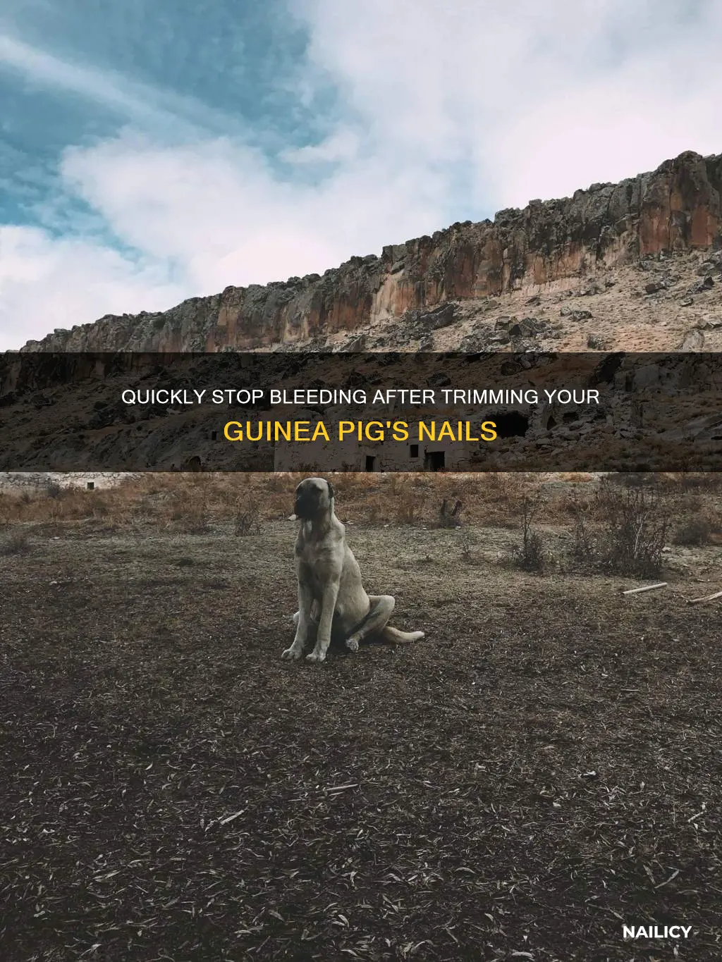 how to stop bleeding when trim guinea pig