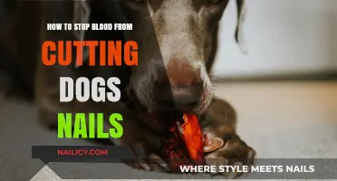 Stop Nail Bleeding: Quick Tips for Dog Owners