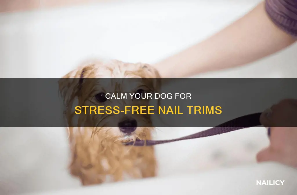how to stop dog from moving while cutting nails