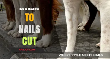 Trimming Dog Nails: Tricks for a Calm Experience