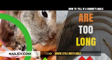 Rabbit Nail Care: When to Trim?