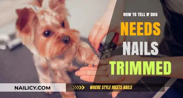 Signs Your Dog's Nails Need Trimming