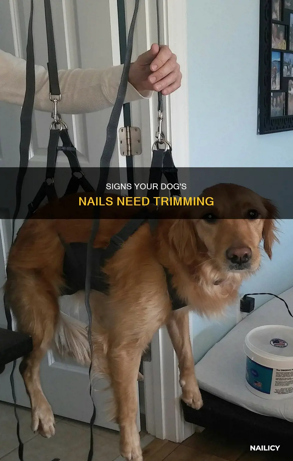how to tell if dog needs nails trimmed