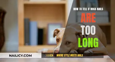Dog Nail Care: When Are Nails Too Long?