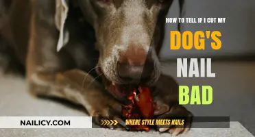 Signs of Over-Cutting Your Dog's Nails
