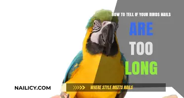 Are Your Bird's Nails Overdue for a Trim?