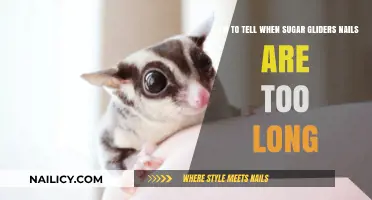 Sugar Gliders: Long Nails, What to Look For
