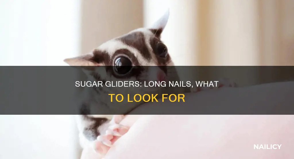 how to tell when sugar gliders nails are too long