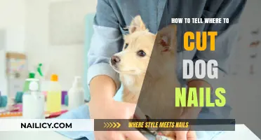 Trimming Dog Nails: Where to Cut Safely