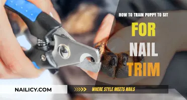 Training Your Puppy to Sit for Nail Trims