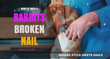 Treating a Rabbit's Broken Nail: Gentle Care and Healing Tips