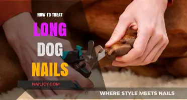 Trimming Dog Nails: The Ultimate Guide to Nail Care