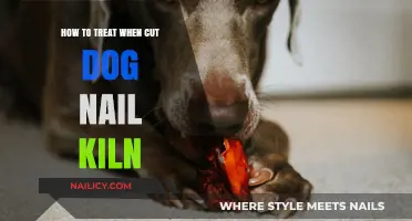 Treating Dog Nail Quick Cuts: What You Need to Know