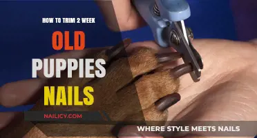 Trimming Your Puppy's Nails: A Guide for New Owners