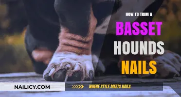 Trimming Your Basset Hound's Nails: A Step-by-Step Guide