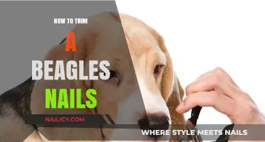 Trimming Your Beagle's Nails: A Step-by-Step Guide