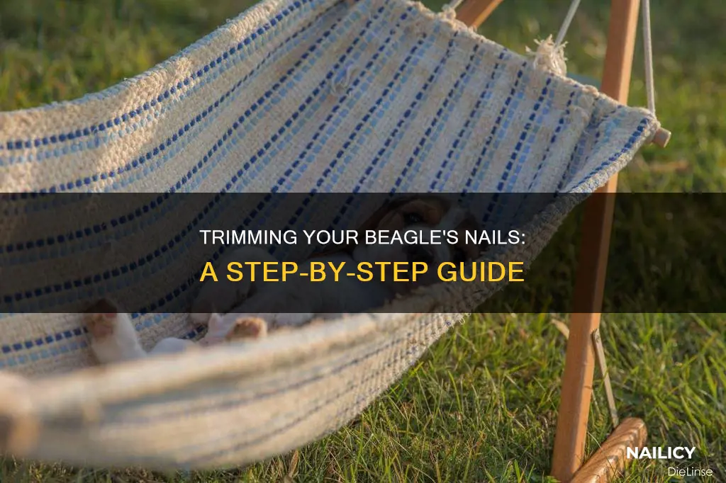 how to trim a beagles nails