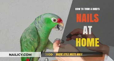 Trimming Your Bird's Nails: A DIY Guide