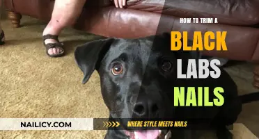 Trimming Your Black Lab's Nails: A Step-by-Step Guide