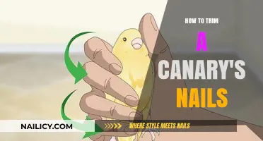 Trimming Your Canary's Nails: A Step-by-Step Guide