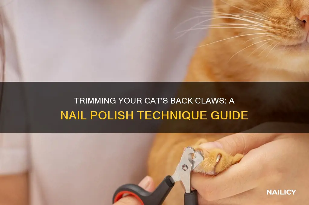 how to trim a cat