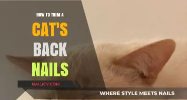 Trimming Your Cat's Back Nails: A Step-by-Step Guide