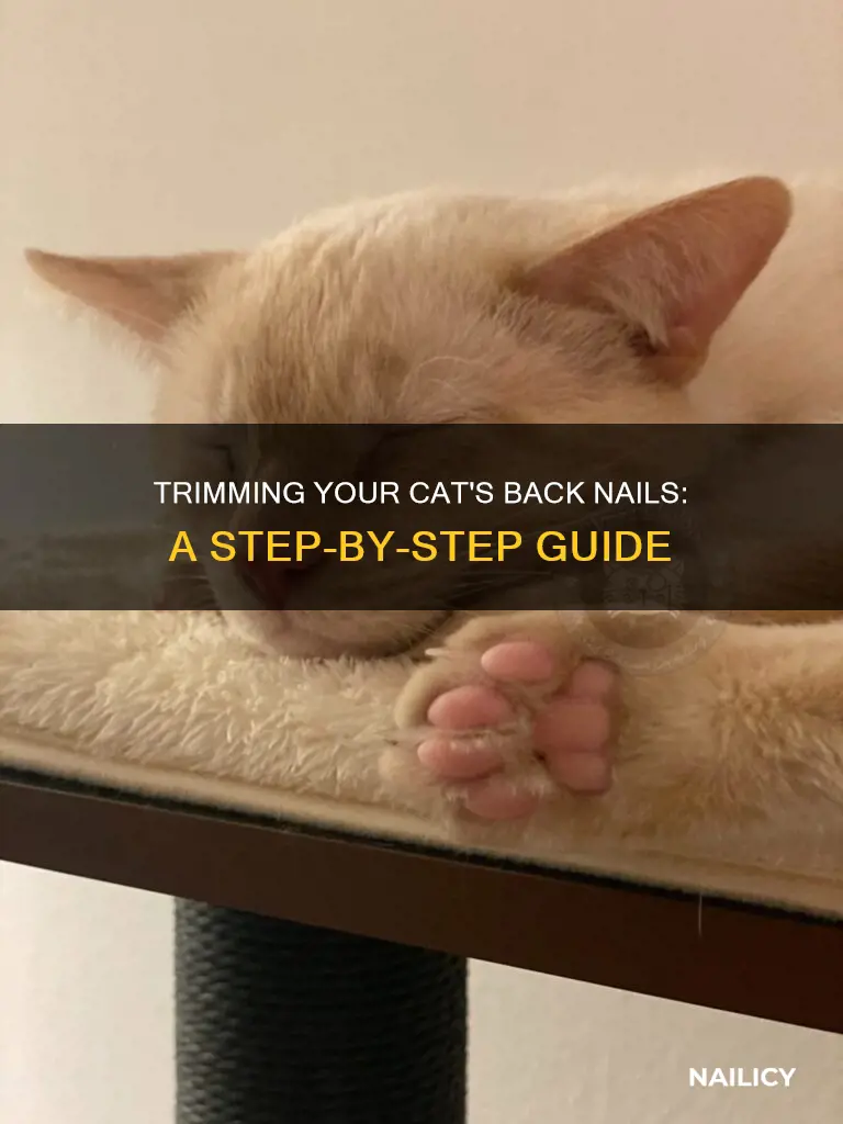 how to trim a cat