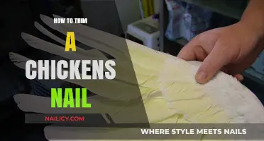 Trimming Your Chicken's Nails: A Step-by-Step Guide