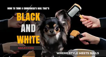 Trimming a Black and White Chihuahua's Nails: A Step-by-Step Guide