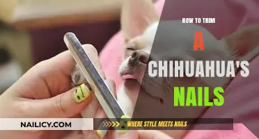 Trimming Your Chihuahua's Nails: A Step-by-Step Guide