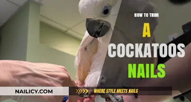 Trimming Cockatoo Nails: A Step-by-Step Guide for Owners
