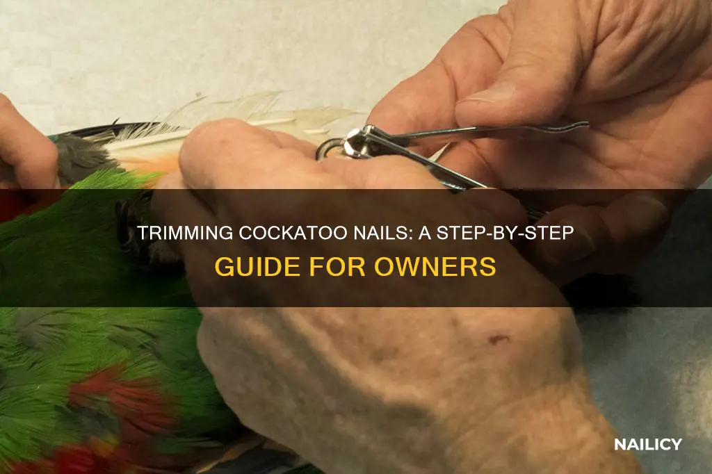 how to trim a cockatoos nails
