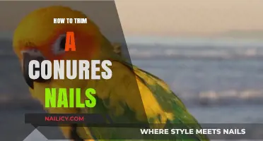 Trimming Your Conure's Nails: A Step-by-Step Guide