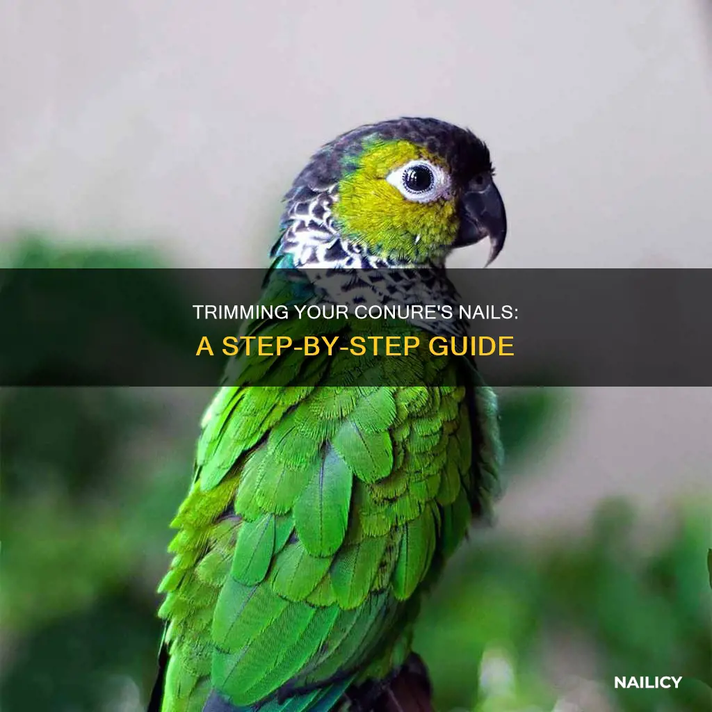 how to trim a conures nails