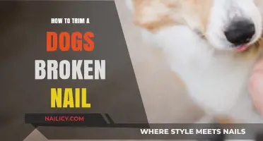 Trimming Your Dog's Broken Nail: A Step-by-Step Guide