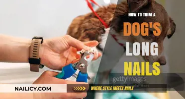 Trimming Your Dog's Long Nails: A Step-by-Step Guide