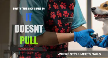 Trimming Dog Nails: Avoiding Pain and Discomfort