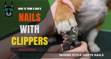 Trimming Your Dog's Nails: A Clipper Guide