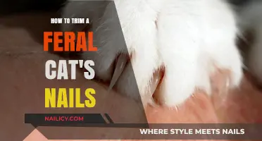 Trimming a Feral Cat's Nails: A Step-by-Step Guide