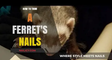 Trimming Your Ferret's Nails: A Step-by-Step Guide