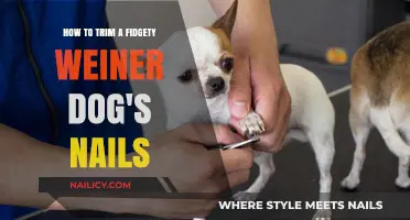 Trimming a Fidgety Wiener Dog's Nails: A Step-by-Step Guide