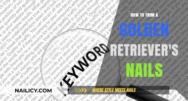 Golden Retriever Nail Trimming: A Step-by-Step Guide
