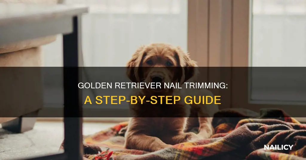 how to trim a golden retriever