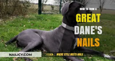 Trimming a Great Dane's Nails: A Step-by-Step Guide