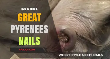 Trimming a Great Pyrenees' Nails: A Step-by-Step Guide