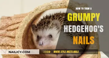Trimming a Grumpy Hedgehog's Nails: A Step-by-Step Guide