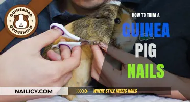 Trimming Your Guinea Pig's Nails: A Step-by-Step Guide