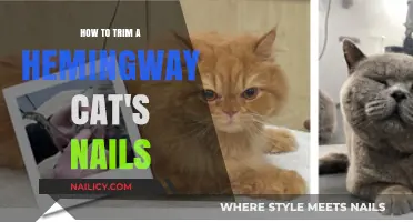 Trimming Your Hemingway Cat's Nails: A Step-by-Step Guide